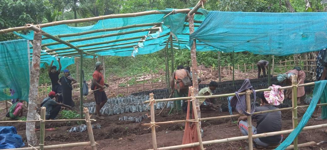 D:\CLLMP WORK\Format for Work\Intervention pictures\GEO TAGGING PICTURES\JIRANG BLOCK\Sohkyrbam Rim\nursery.jpeg